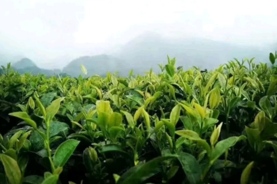 一天3杯紅茶抗癌，常飲紅茶對身體有好處！
