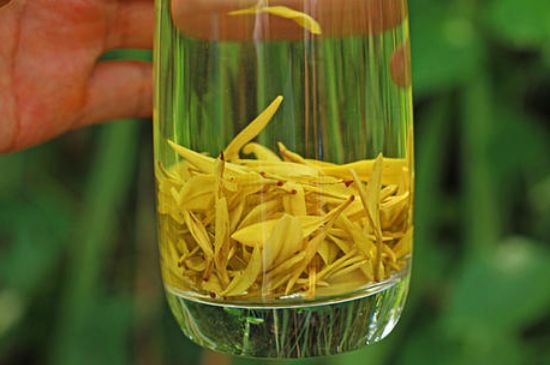 茶中奇葩黃金芽，安吉白茶中黃金芽的特點(diǎn)