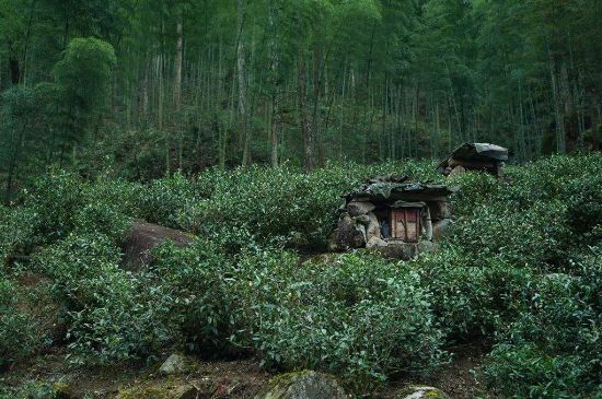 300塊錢的金駿眉能喝嗎，兩三百多金駿眉和一千多區(qū)別