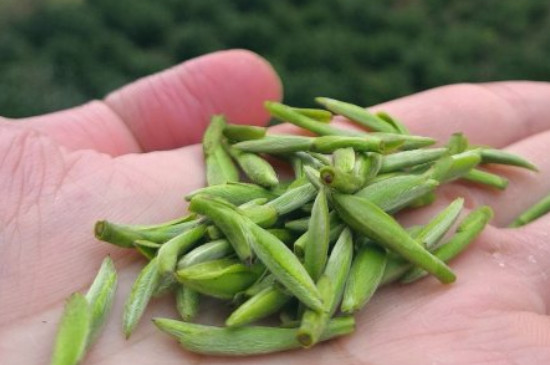 什么綠茶茶葉唇齒留香，哪個品種綠茶香氣好？