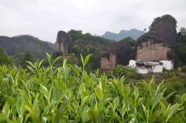 武夷山為什么盛產(chǎn)茶葉，武夷山茶為什么好喝？
