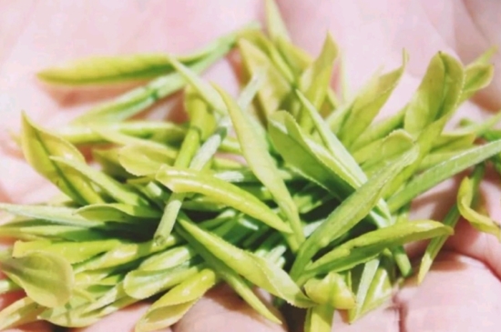 龍井是明前的好還是雨前的好，明前茶和雨前茶哪個好喝？