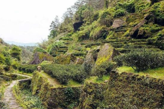 肉桂茶和大紅袍哪個(gè)貴，武夷山肉桂與大紅袍的價(jià)格比較