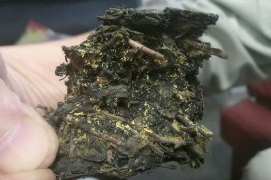 伏茶里的金花是黃曲霉素嗎，金花茯茶里的是什么菌