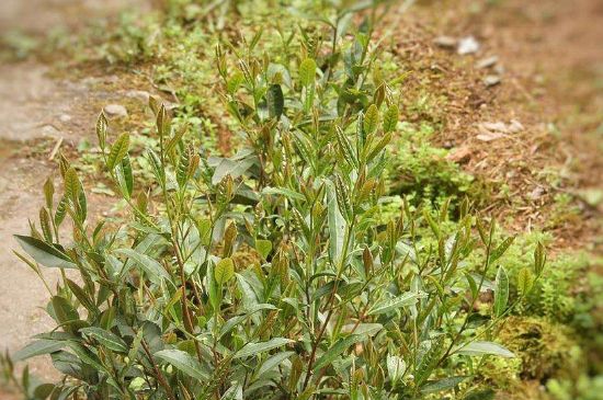 大紅袍四大品種有哪些，大紅袍的種類和著名品種特點(diǎn)介紹