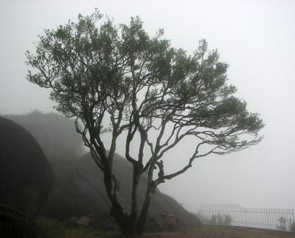 宋種一號(hào)價(jià)值為什么高，鳳凰單樅宋種1號(hào)價(jià)格與產(chǎn)量多少？