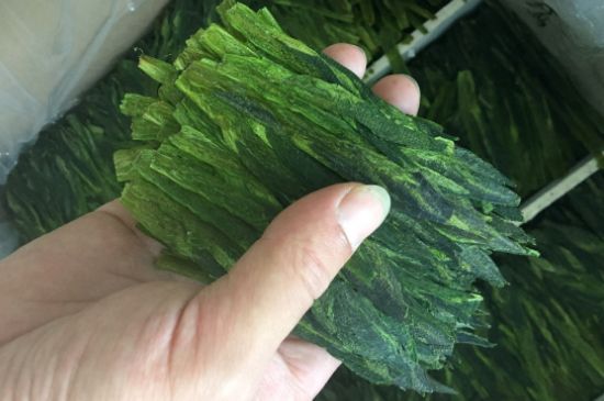 什么綠茶味道濃香，那個綠茶比較濃香？