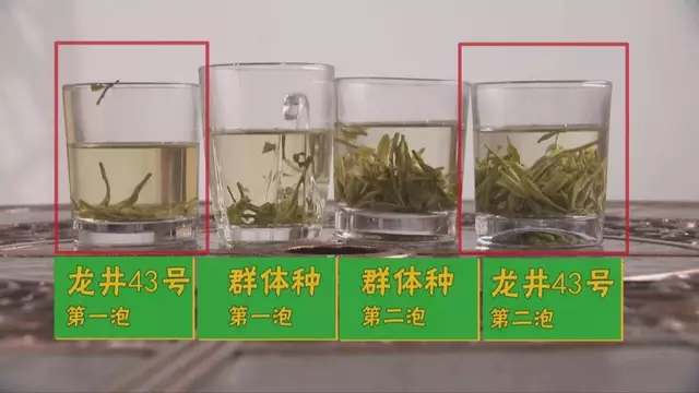 烏牛早和龍井的區(qū)別圖片，龍井43號(hào)和烏牛早茶的對(duì)比