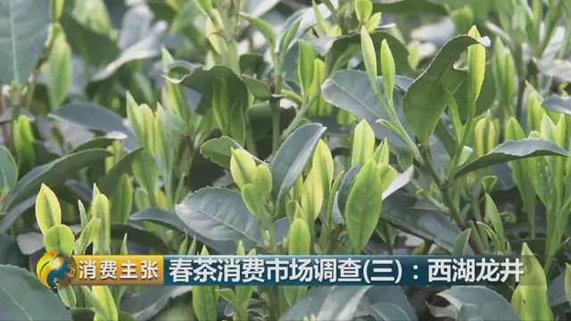 龍井群體種和43號(hào)的區(qū)別圖片，龍井43和群體種哪個(gè)好喝？