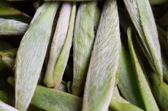 荒野銀針有什么特點(diǎn)，荒野銀針的味道口感咋樣？