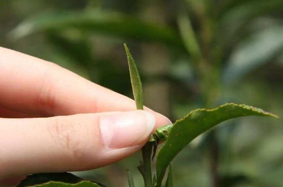 哪種金駿眉好，什么樣的金駿眉比較好