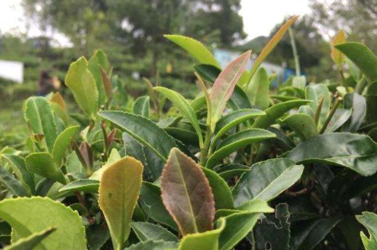 43號龍井屬于好茶嗎，龍井茶43號是什么意思？