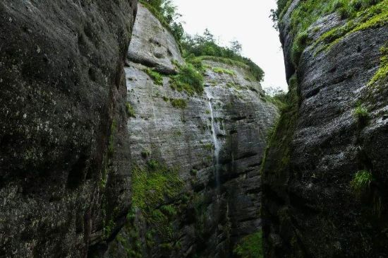 母樹大紅袍給誰喝了，為什么母樹大紅袍叫三棵六株？