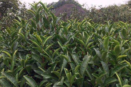 馬頭巖肉桂是大紅袍嗎，大紅袍肉桂屬于什么茶？