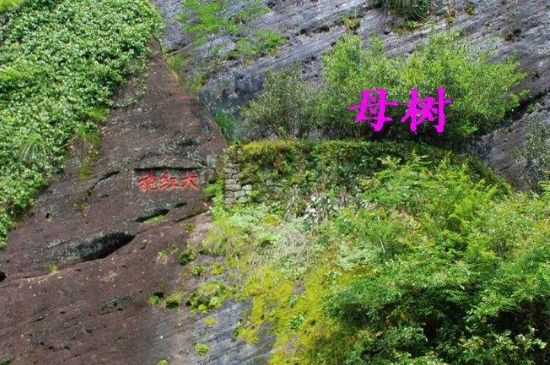 大紅袍拼配什么意思，大紅袍用什么茶拼配的