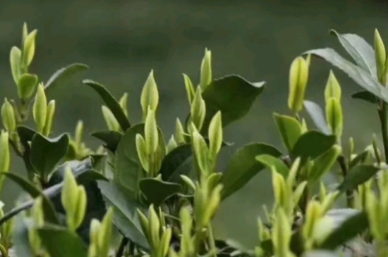 什么是雪前龍井茶，明前、雨前、雨后龍井有什么區(qū)別？