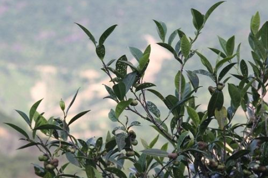 單叢茶十大香型以及常見品種大全，潮安鳳凰單樅十大名香歸類