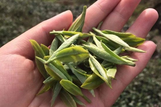 福建什么茶葉最出名，福建名茶有哪些？