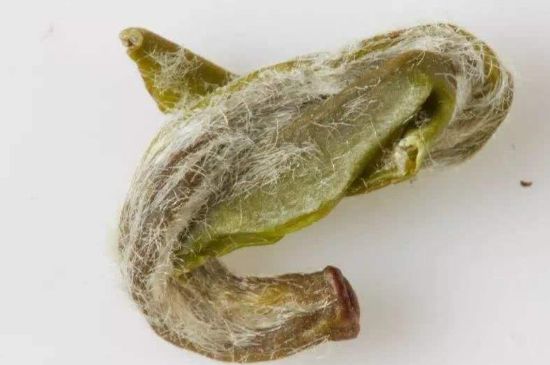 羊巖勾青是綠茶嗎，羊巖勾青茶屬于什么茶？