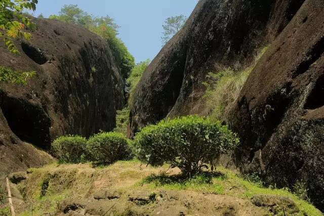 武夷山為什么盛產(chǎn)茶葉，武夷山茶為什么好喝？
